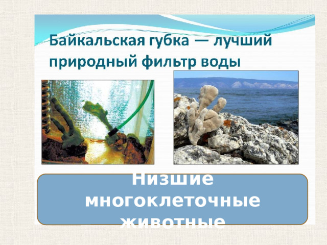 Низшие многоклеточные животные 