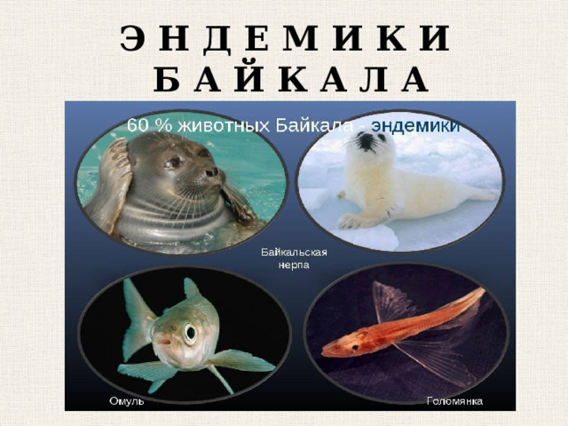 Э Н Д Е М И К И  Б А Й К А Л А 