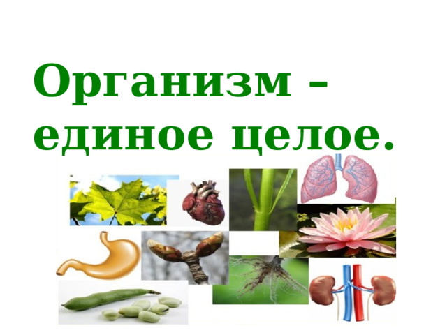  Организм – единое целое. 