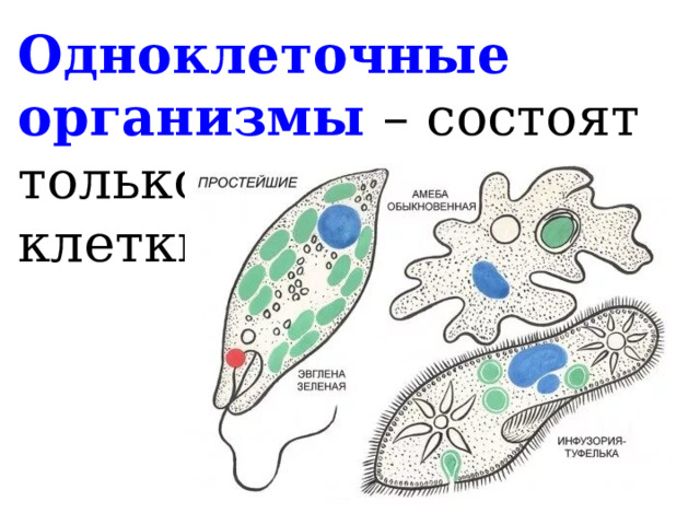 Одноклеточные организмы – состоят только из одной клетки. 