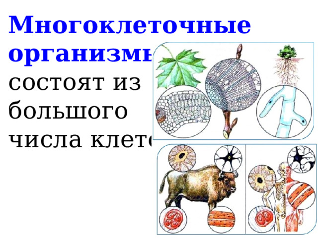 Многоклеточные организмы –  состоят из  большого  числа клеток. 