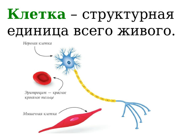 Клетка – структурная единица всего живого. 