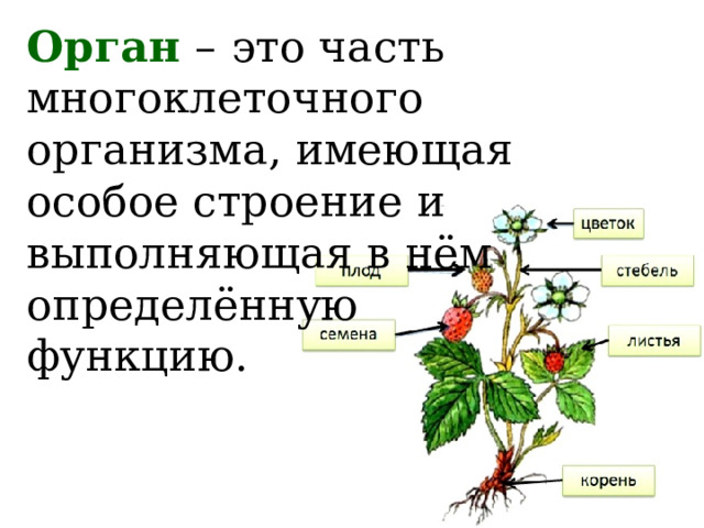 Орган  –  это часть многоклеточного организма, имеющая особое строение и выполняющая в нём определённую функцию. 
