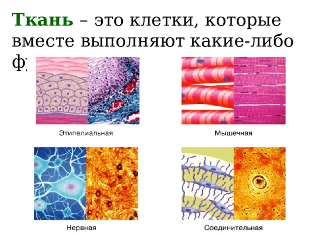 Ткань  –  это клетки, которые вместе выполняют какие-либо функции. 