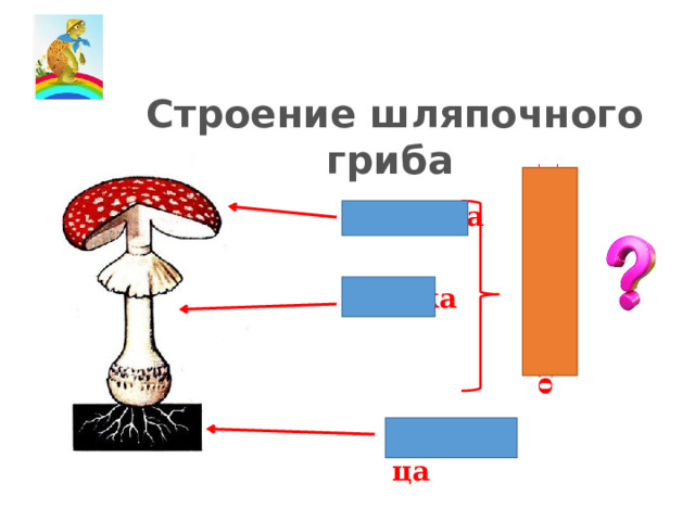 Плодовое тело  Строение шляпочного гриба Шляпка Ножка Грибница 