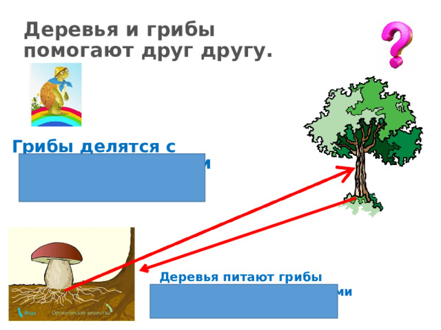 Деревья и грибы  помогают друг другу. Грибы делятся с деревьями водой и солями. Деревья питают грибы питательными веществами и сахаром. 