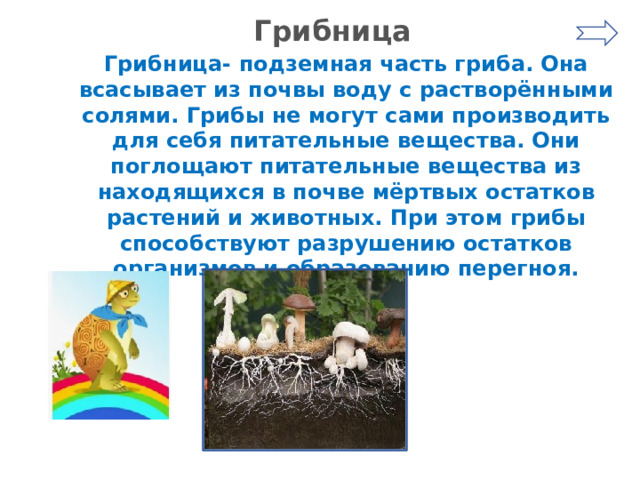 Грибница Грибница- подземная часть гриба. Она всасывает из почвы воду с растворёнными солями. Грибы не могут сами производить для себя питательные вещества. Они поглощают питательные вещества из находящихся в почве мёртвых остатков растений и животных. При этом грибы способствуют разрушению остатков организмов и образованию перегноя. 
