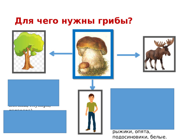 Для чего нужны грибы? Какие животные питаются грибами? (белки, лоси, кабаны, глухари, тетерева). В грибах есть глюкоза, фосфор, кальций, железо, - необходимые человеку. Недаром грибы называют лесным мясом. Самые питательные грибы: рыжики, опята, подосиновики, белые. Мухоморами лечатся лось, сороки 