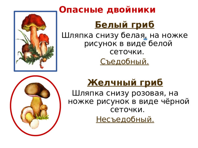 Опасные двойники Белый гриб Шляпка снизу белая, на ножке рисунок в виде белой сеточки. Съедобный.  Желчный гриб Шляпка снизу розовая, на ножке рисунок в виде чёрной сеточки. Несъедобный.  