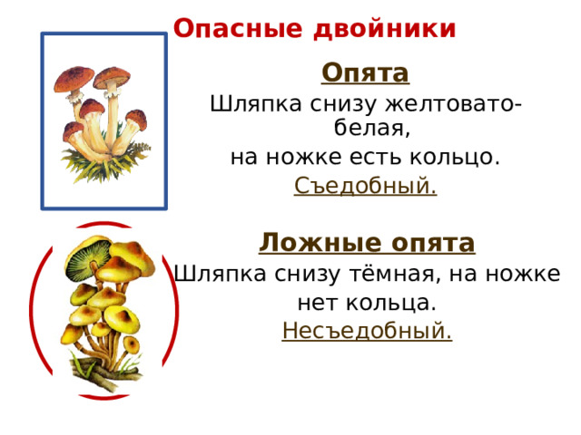 Опасные двойники Опята Шляпка снизу желтовато-белая, на ножке есть кольцо. Съедобный.  Ложные опята Шляпка снизу тёмная, на ножке нет кольца. Несъедобный.  