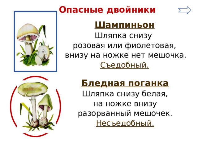 Опасные двойники Шампиньон Шляпка снизу розовая или фиолетовая,  внизу на ножке нет мешочка. Съедобный.  Бледная поганка Шляпка снизу белая,  на ножке внизу разорванный мешочек. Несъедобный.  