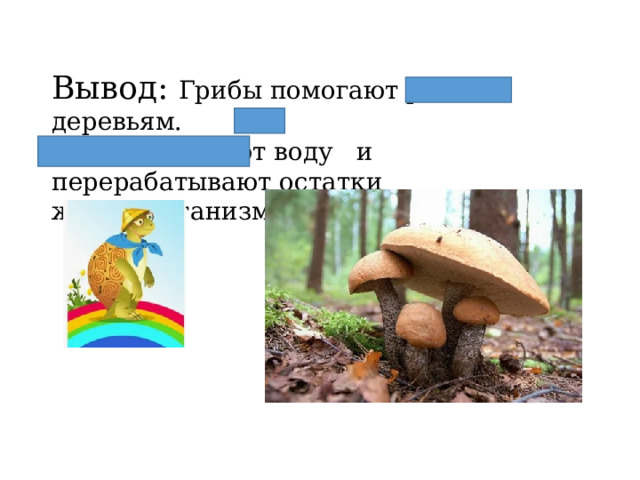 Вывод: Грибы помогают расти деревьям. Они доставляют воду и перерабатывают остатки живых организмов. 