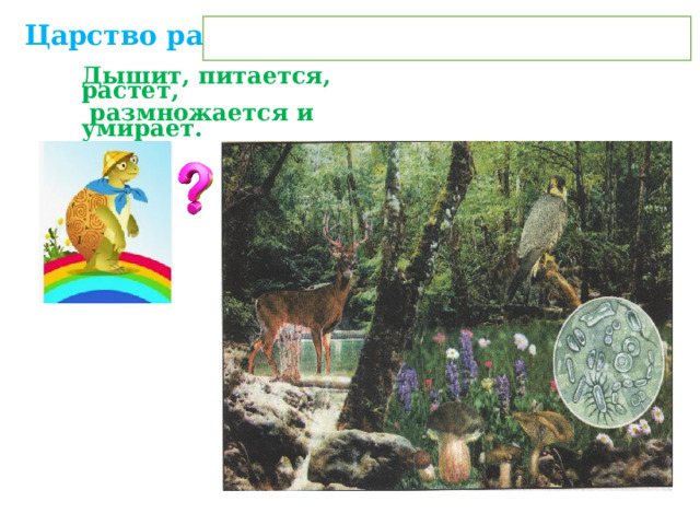 Царство растений, царство животных Дышит, питается, растет,  размножается и умирает. 