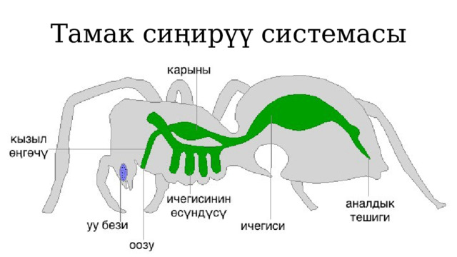 Тамак сиңирүү системасы 1 