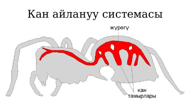 Кан айлануу системасы 1 