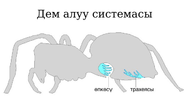 Дем алуу системасы 1 