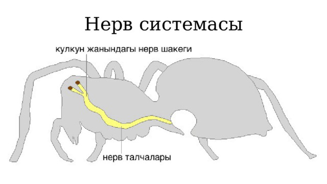 Нерв системасы 1 