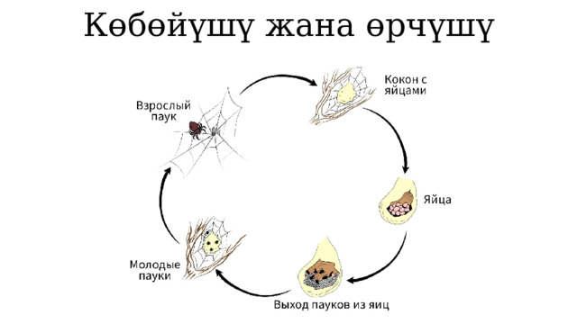 Көбөйүшү жана өрчүшү 1 