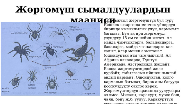 Жөргөмүш сымалдуулардын мааниси Чымчыкчыл жөргөмүштүн бул түрү Бишкек шаарында менчик үйлөрдүн биринде кызыкчылык үчүн, кармалып багылат. Бул эң ири жөргөмүш, узундугу 15 см ге чейин жетет. Ал майда чымчыктарга, балапандарга, бакаларга, майда чычкандарга кол салып, алар менен азыктанат (ошондуктан аты чымчыкчыл). Ал Африка өлкөлөрдө, Түштүк Америкада, Австралияда жашайт. Башка жөргөмүштөрдөй желе курбайт, табылгасын ийинен чыкпай аңдып кармайт. Ошондуктан, колго кармалып багылат, бирок аны багууда коопсуздукту сактоо керек. Жөргөмүштөрдүн арасында уулуулары аз эмес. Мисалы, каракурт, музоо баш, чаян, бөйү ж.б. уулуу. Каракурттун уусу уулуу калкан тумшук жыландын уусунан 15 эсе күчтүү. Анын уусу адамдар жана бодо малдар, жылкылар үчүн абдан коркунучтуу. 1 