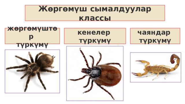 Жөргөмүш сымалдуулар классы жөргөмүштөр кенелер чаяндар түркүмү түркүмү түркүмү 1 