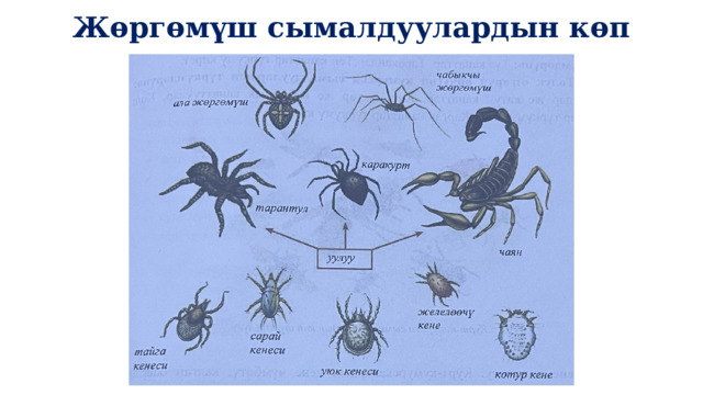 Жөргөмүш сымалдуулардын көп түрдүүлүгү 1 