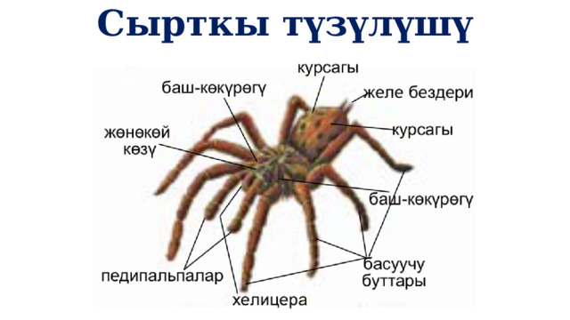 Сырткы түзүлүшү 1 