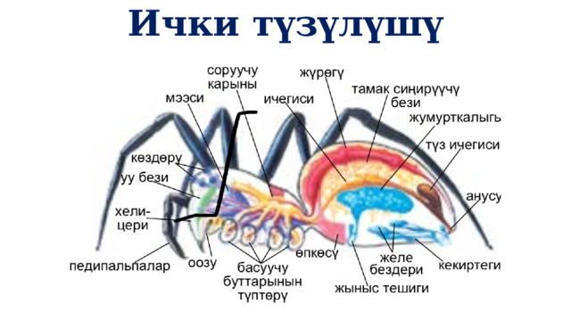 Ички түзүлүшү 1 