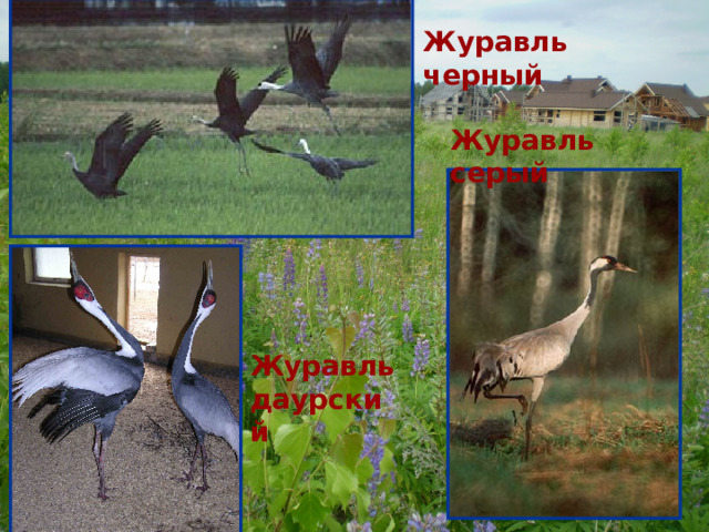 Журавль черный Журавль серый Журавль даурский 