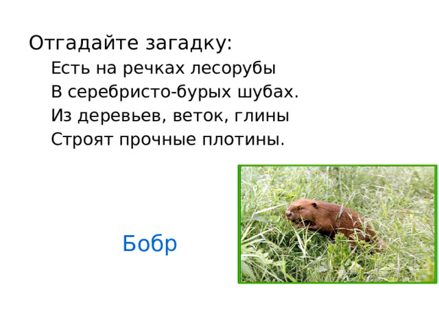Отгадайте загадку: Есть на речках лесорубы В серебристо-бурых шубах. Из деревьев, веток, глины Строят прочные плотины. Бобр 