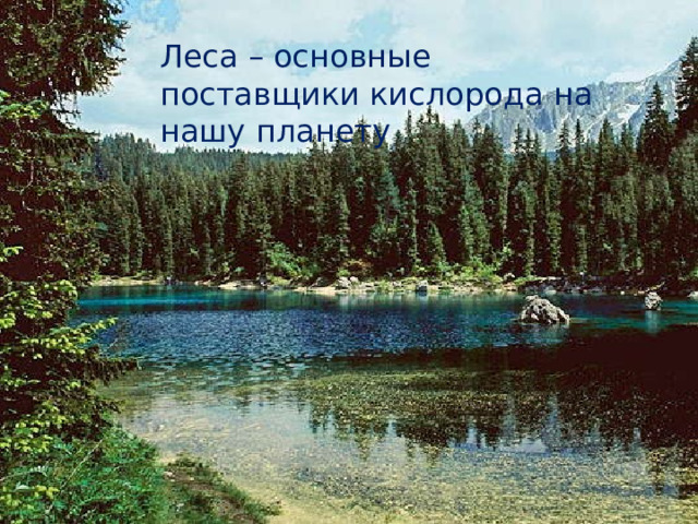 Леса – основные поставщики кислорода на нашу планету 