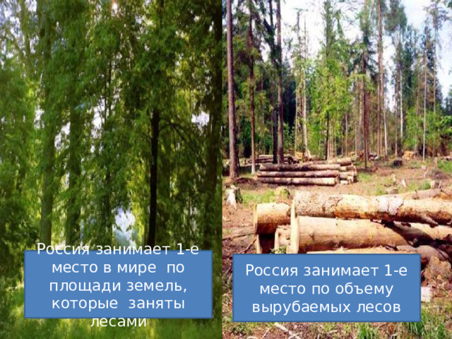 Россия занимает 1-е место в мире по площади земель, которые заняты лесами Россия занимает 1-е место по объему вырубаемых лесов 