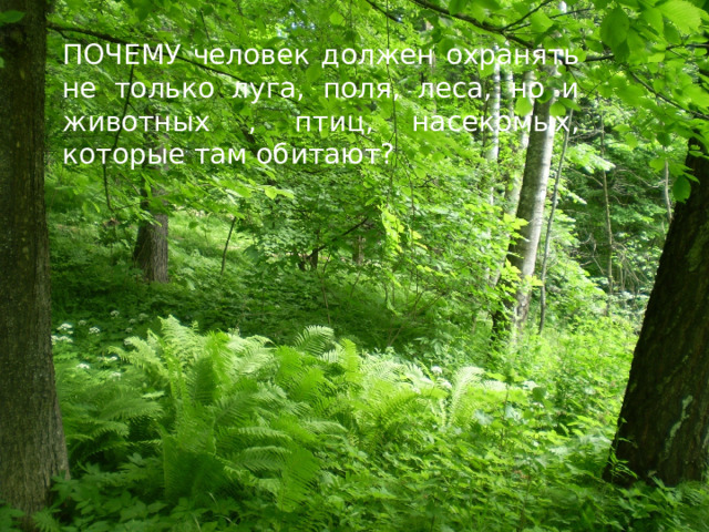 ПОЧЕМУ человек должен охранять не только луга, поля, леса, но и животных , птиц, насекомых, которые там обитают? 