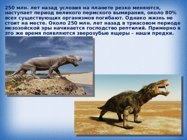 250 млн. лет назад условия на планете резко меняются, наступает период великого пермского вымирания, около 80% всех существующих организмов погибают. Однако жизнь не стоит на месте. Около 250 млн. лет назад в триасовом периоде мезозойской эры начинается господство рептилий. Примерно в это же время появляются зверозубые ящеры – наши предки. 