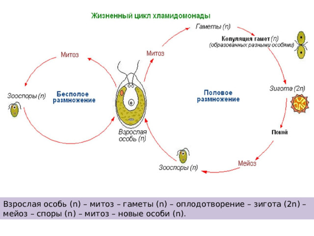 Взрослая особь (n) – митоз – гаметы (n) – оплодотворение – зигота (2n) – мейоз – споры (n) – митоз – новые особи (n). 