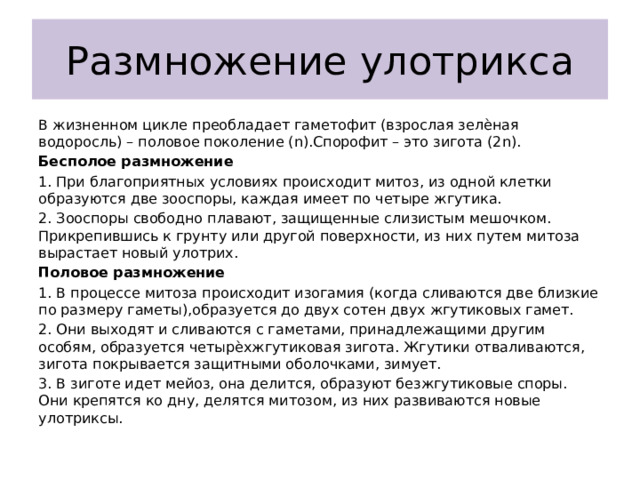 Размножение улотрикса В жизненном цикле преобладает гаметофит (взрослая зелѐная водоросль) – половое поколение (n).Спорофит – это зигота (2n). Бесполое размножение 1. При благоприятных условиях происходит митоз, из одной клетки образуются две зооспоры, каждая имеет по четыре жгутика. 2. Зооспоры свободно плавают, защищенные слизистым мешочком. Прикрепившись к грунту или другой поверхности, из них путем митоза вырастает новый улотрих. Половое размножение 1. В процессе митоза происходит изогамия (когда сливаются две близкие по размеру гаметы),образуется до двух сотен двух жгутиковых гамет. 2. Они выходят и сливаются с гаметами, принадлежащими другим особям, образуется четырѐхжгутиковая зигота. Жгутики отваливаются, зигота покрывается защитными оболочками, зимует. 3. В зиготе идет мейоз, она делится, образуют безжгутиковые споры. Они крепятся ко дну, делятся митозом, из них развиваются новые улотриксы. 