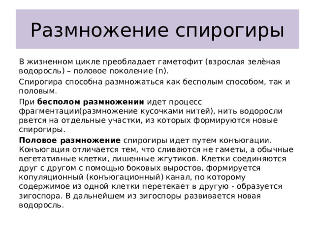 Размножение спирогиры В жизненном цикле преобладает гаметофит (взрослая зелѐная водоросль) – половое поколение (n). Спирогира способна размножаться как бесполым способом, так и половым. При бесполом размножении идет процесс фрагментации(размножение кусочками нитей), нить водоросли рвется на отдельные участки, из которых формируются новые спирогиры. Половое размножение спирогиры идет путем конъюгации. Конъюгация отличается тем, что сливаются не гаметы, а обычные вегетативные клетки, лишенные жгутиков. Клетки соединяются друг с другом с помощью боковых выростов, формируется копуляционный (конъюгационный) канал, по которому содержимое из одной клетки перетекает в другую - образуется зигоспора. В дальнейшем из зигоспоры развивается новая водоросль. 