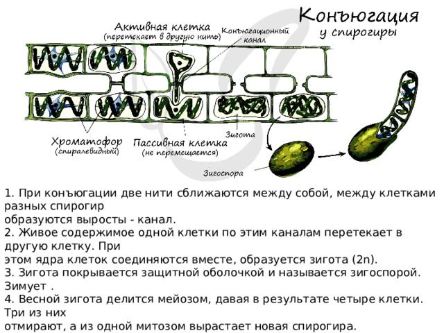 1. При конъюгации две нити сближаются между собой, между клетками разных спирогир образуются выросты - канал. 2. Живое содержимое одной клетки по этим каналам перетекает в другую клетку. При этом ядра клеток соединяются вместе, образуется зигота (2n). 3. Зигота покрывается защитной оболочкой и называется зигоспорой. Зимует . 4. Весной зигота делится мейозом, давая в результате четыре клетки. Три из них отмирают, а из одной митозом вырастает новая спирогира. 5. Гаметы не образуются, так как у конъюгатов нет подвижных стадий размножения: зооспор и гамет. 