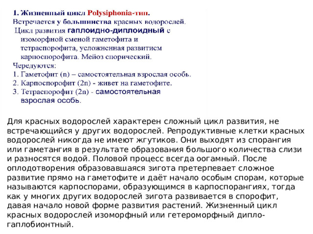 Для красных водорослей характерен сложный цикл развития, не встречающийся у других водорослей. Репродуктивные клетки красных водорослей никогда не имеют жгутиков. Они выходят из спорангия или гаметангия в результате образования большого количества слизи и разносятся водой. Половой процесс всегда оогамный. После оплодотворения образовавшаяся зигота претерпевает сложное развитие прямо на гаметофите и даёт начало особым спорам, которые называются карпоспорами, образующимся в карпоспорангиях, тогда как у многих других водорослей зигота развивается в спорофит, давая начало новой форме развития растений. Жизненный цикл красных водорослей изоморфный или гетероморфный дипло-гаплобионтный. 