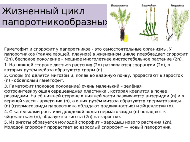 Жизненный цикл папоротникообразных Гаметофит и спорофит у папоротников - это самостоятельные организмы. У папоротников (также хвощей, плаунов) в жизненном цикле преобладает спорофит (2n), бесполое поколение – мощное многолетнее листостебельное растение (2n). 1. На нижней стороне листьев растения (2n) развиваются спорангии (2n), в которых путём мейоза образуются споры (n). 2. Споры (n) делятся митозом и, попав во влажную почву, прорастают в заросток (n) - обоеполый гаметофит. 3. Гаметофит (половое поколение) очень маленький – зелёная фотосинтезирующая сердцевидная пластинка , которая крепится в почве ризоидами. На её нижней стороне в нижней части развиваются антеридии (n) и в верхней части - архегонии (n), а в них путём митоза образуются сперматозоиды (n) (сперматозоиды папоротника обладают подвижностью) и яйцеклетки (n). 4. С капельками росы или дождевой воды сперматозоиды (n) попадают к яйцеклеткам (n), образуется зигота (2n) на заростке. 5. Из зиготы образуется молодой спорофит – зародыш нового растения (2n). Молодой спорофит прорастает во взрослый спорофит — новый папоротник. 