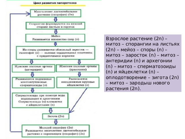Взрослое растение (2n) – митоз – спорангии на листьях (2n) – мейоз – споры (n) – митоз – заросток (n) – митоз – антеридии (n) и архегонии (n) – митоз – сперматозоиды (n) и яйцеклетки (n) – оплодотворение – зигота (2n) – митоз – зародыш нового растения (2n). 