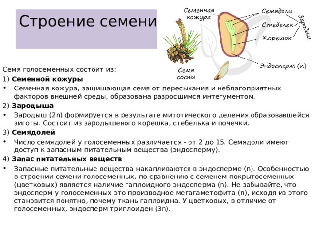 Строение семени   Семя голосеменных состоит из: 1) Семенной кожуры Семенная кожура, защищающая семя от пересыхания и неблагоприятных факторов внешней среды, образована разросшимся интегументом. 2) Зародыша Зародыш (2n) формируется в результате митотического деления образовавшейся зиготы. Состоит из зародышевого корешка, стебелька и почечки. 3) Семядолей Число семядолей у голосеменных различается - от 2 до 15. Семядоли имеют доступ к запасным питательным вещества (эндосперму). 4) Запас питательных веществ Запасные питательные вещества накапливаются в эндосперме (n). Особенностью в строении семени голосеменных, по сравнению с семенем покрытосеменных (цветковых) является наличие гаплоидного эндосперма (n). Не забывайте, что эндосперм у голосеменных это производное мегагаметофита (n), исходя из этого становится понятно, почему ткань гаплоидна. У цветковых, в отличие от голосеменных, эндосперм триплоиден (3n). 