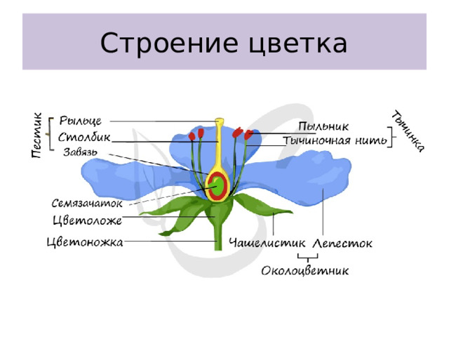 Строение цветка 
