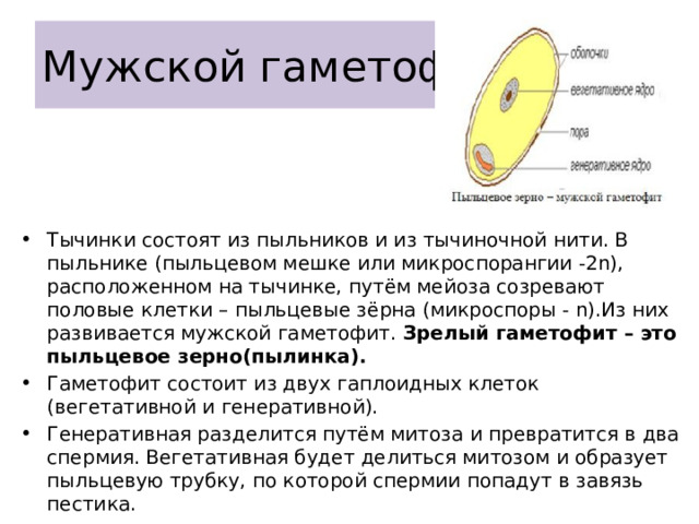 Мужской гаметофит Тычинки состоят из пыльников и из тычиночной нити. В пыльнике (пыльцевом мешке или микроспорангии -2n), расположенном на тычинке, путём мейоза созревают половые клетки – пыльцевые зёрна (микроспоры - n).Из них развивается мужской гаметофит. Зрелый гаметофит – это пыльцевое зерно(пылинка). Гаметофит состоит из двух гаплоидных клеток (вегетативной и генеративной). Генеративная разделится путём митоза и превратится в два спермия. Вегетативная будет делиться митозом и образует пыльцевую трубку, по которой спермии попадут в завязь пестика. 