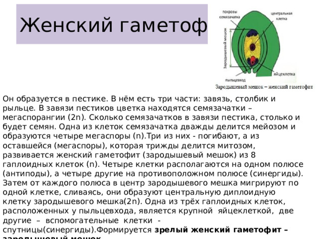 Женский гаметофит Он образуется в пестике. В нём есть три части: завязь, столбик и рыльце. В завязи пестиков цветка находятся семязачатки – мегаспорангии (2n). Сколько семязачатков в завязи пестика, столько и будет семян. Одна из клеток семязачатка дважды делится мейозом и образуются четыре мегаспоры (n).Три из них - погибают, а из оставшейся (мегаспоры), которая трижды делится митозом, развивается женский гаметофит (зародышевый мешок) из 8 гаплоидных клеток (n). Четыре клетки располагаются на одном полюсе (антиподы), а четыре другие на противоположном полюсе (синергиды). Затем от каждого полюса в центр зародышевого мешка мигрируют по одной клетке, сливаясь, они образуют центральную диплоидную клетку зародышевого мешка(2n). Одна из трёх гаплоидных клеток, расположенных у пыльцевхода, является крупной яйцеклеткой, две другие – вспомогательные клетки -спутницы(синергиды).Формируется зрелый женский гаметофит – зародышевый мешок. 