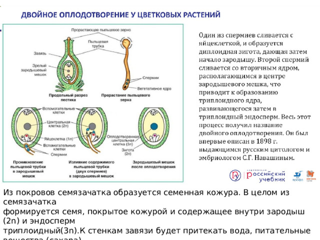 Из покровов семязачатка образуется семенная кожура. В целом из семязачатка формируется семя, покрытое кожурой и содержащее внутри зародыш (2n) и эндосперм триплоидный(3n).К стенкам завязи будет притекать вода, питательные вещества (сахара) - образуется плод. Покрытосеменное растение в целом, в том числе и цветок, плод, семена – это спорофит. Гаметофит – это пыльцевые зѐрна (n) и зародышевый мешок (n). 