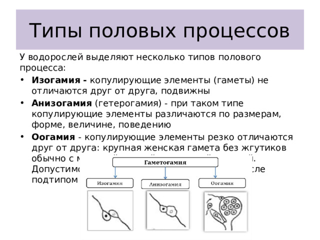 Типы половых процессов У водорослей выделяют несколько типов полового процесса: Изогамия - копулирующие элементы (гаметы) не отличаются друг от друга, подвижны Анизогамия (гетерогамия) - при таком типе копулирующие элементы различаются по размерам, форме, величине, поведению Оогамия - копулирующие элементы резко отличаются друг от друга: крупная женская гамета без жгутиков обычно с мужской мелкой подвижной гаметой. Допустимо считать оогамию в некотором смысле подтипом анизогамии. 