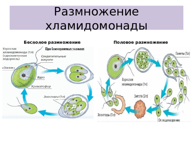 Размножение хламидомонады Бесполое размножение Половое размножение   