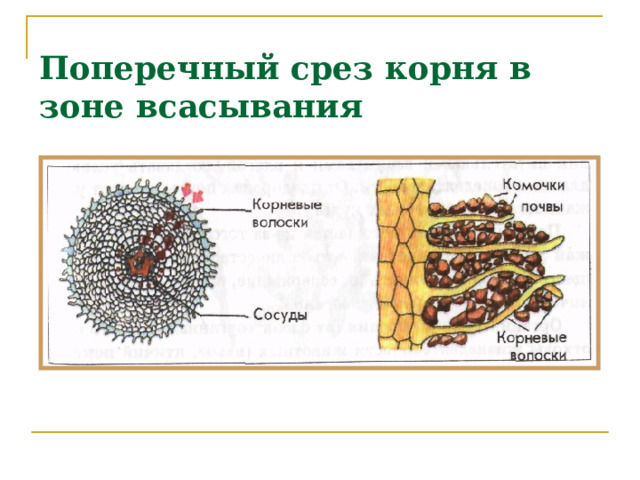 Поперечный срез корня в зоне всасывания Водоросли, а также некоторые водные растения усваивают питательные вещества всей поверхностью тела. Высшие растения поглощают их из почвы через корни. Вода и минеральные соли поступают в растение через корневые волоски. Число корневых волосков очень велико, что значительно увеличивает всасывающую поверхность корня.  