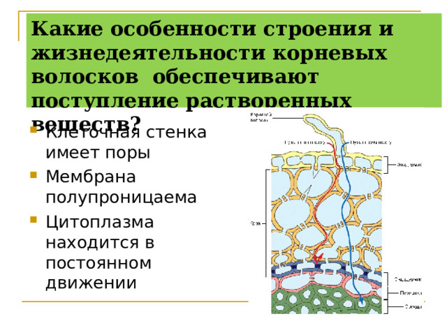 Какие особенности строения и жизнедеятельности корневых волосков обеспечивают поступление растворенных веществ? Клеточная стенка имеет поры Мембрана полупроницаема Цитоплазма находится в постоянном движении 