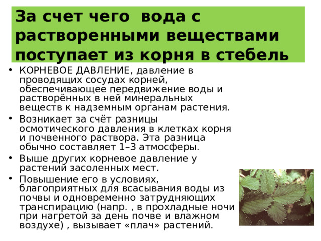 За счет чего вода с растворенными веществами поступает из корня в стебель КОРНЕВОЕ ДАВЛЕНИЕ, давление в проводящих сосудах корней, обеспечивающее передвижение воды и растворённых в ней минеральных веществ к надземным органам растения. Возникает за счёт разницы осмотического давления в клетках корня и почвенного раствора. Эта разница обычно составляет 1–3 атмосферы. Выше других корневое давление у растений засоленных мест. Повышение его в условиях, благоприятных для всасывания воды из почвы и одновременно затрудняющих транспирацию (напр. , в прохладные ночи при нагретой за день почве и влажном воздухе) , вызывает «плач» растений. 